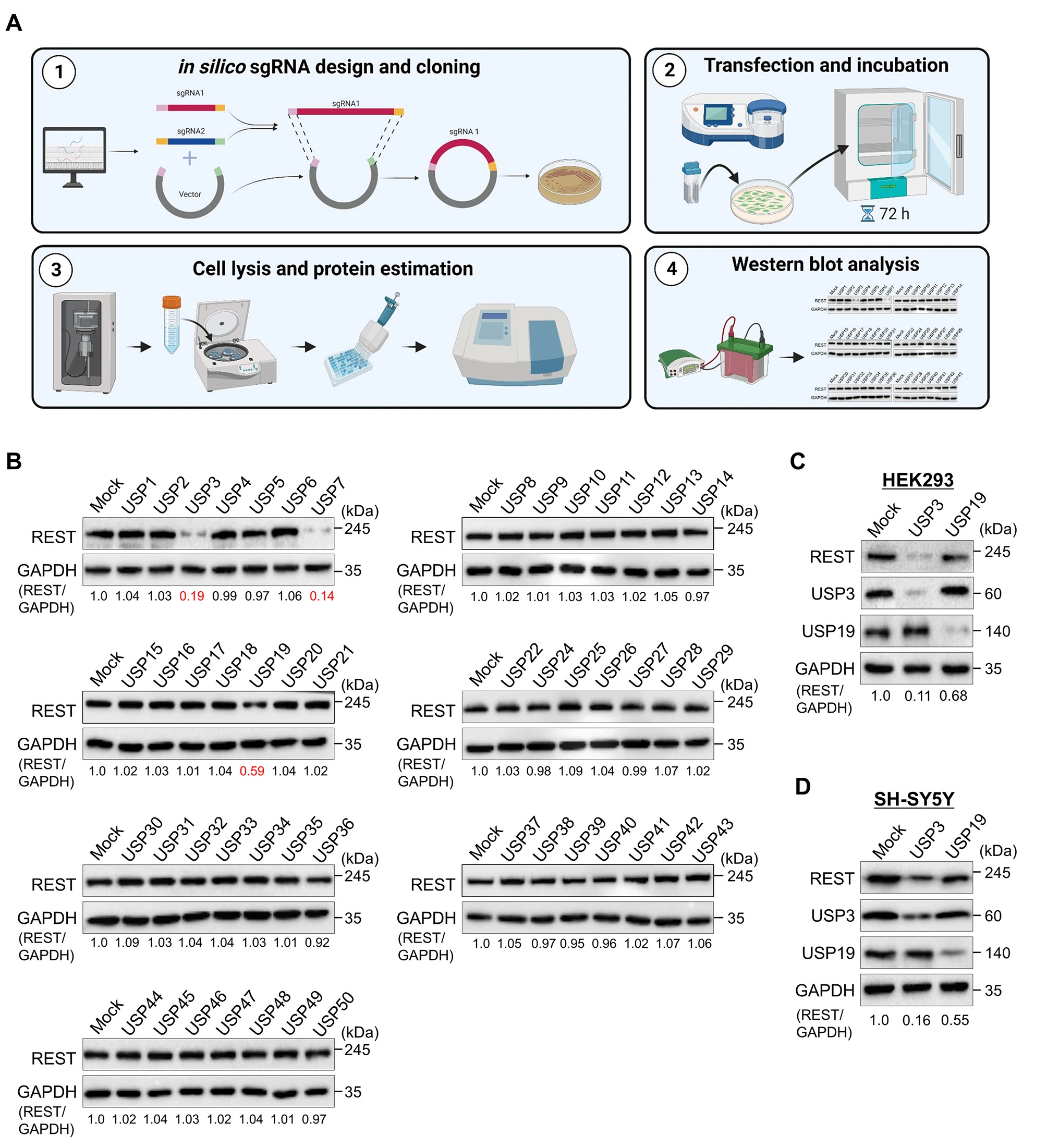 DUB knockout library-based screening for DUBs regulating REST protein level by Western blot analysis. (OA Literature)
